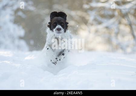 Running Dutch Rebhuhn Hund Stockfoto