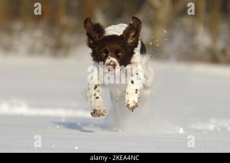 Running Dutch Rebhuhn Hund Stockfoto