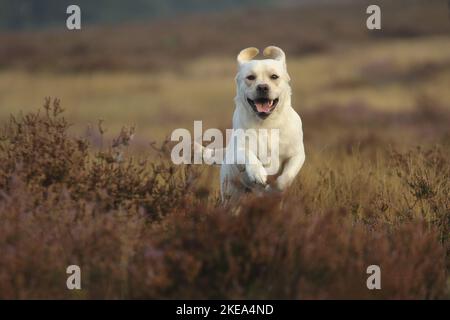 Labrador Retriever laufen Stockfoto