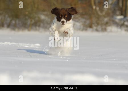 Running Dutch Rebhuhn Hund Stockfoto