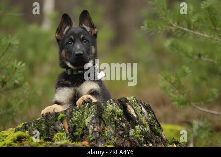 Deutscher Schäferhund-Hund-Welpe Stockfoto