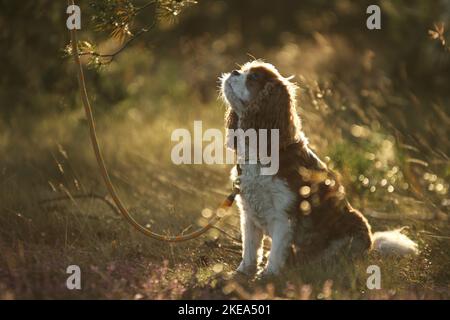 Cavalier King Charles Spaniel sitzend Stockfoto