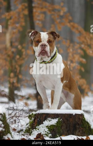 Olde English Bulldogge sitzend Stockfoto