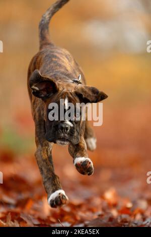 Deutscher Boxer Welpen Stockfoto