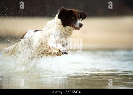 Laufen holländischer Rebhuhn Hund Stockfoto