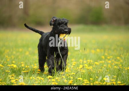 spielen Riesenschnauzer Stockfoto