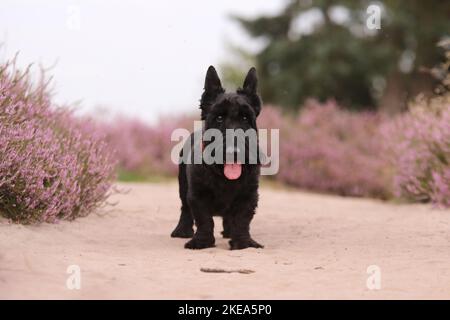 Scottish Terrier Stockfoto