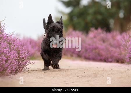 Schottischer Terrier Stockfoto