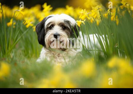 Tibet Terrier Portrait Stockfoto