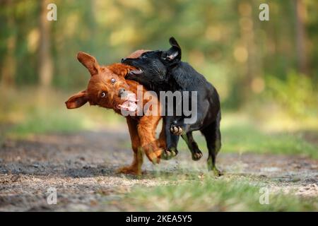 Hunde Stockfoto