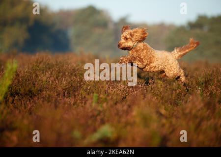 Cockerpoo im Herbst Stockfoto