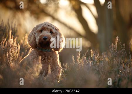 Cockerpoo im Herbst Stockfoto