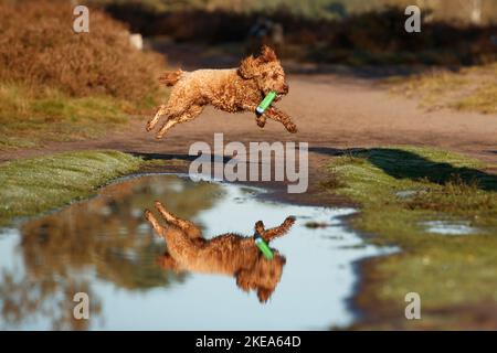 Cockerpoo im Herbst Stockfoto