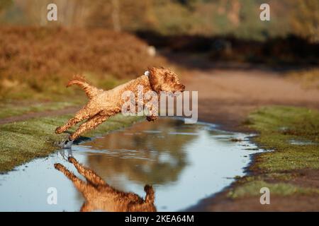 Cockerpoo im Herbst Stockfoto