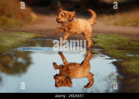 Cockerpoo im Herbst Stockfoto