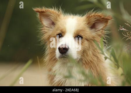 Border Collie mit der Farbe Australian rot-weiß Stockfoto