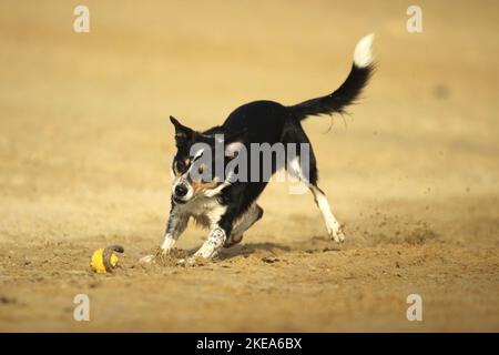 Border-Collie laufen Stockfoto