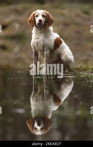 Epagneul Breton sitzen Stockfoto