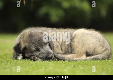 Liegender irischer Wolfhound-Welpe Stockfoto