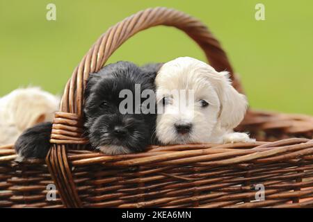 Havanese Welpen in einem Weidenkorb Stockfoto