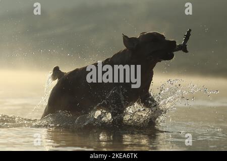 Labrador Retriever laufen Stockfoto