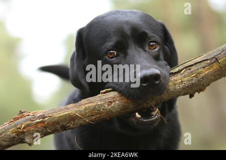 Labrador Retriever Porträt Stockfoto