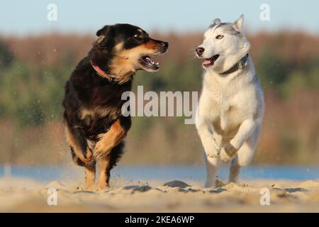 2 Hunde Stockfoto