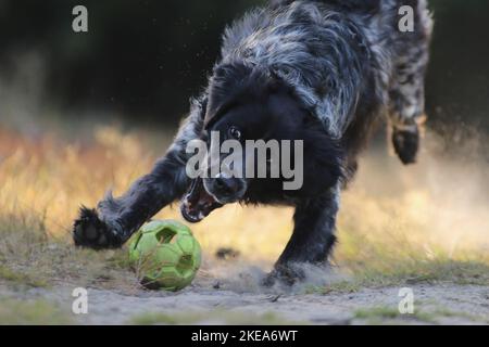 So spielen Sie „Epagneul Breton“ Stockfoto