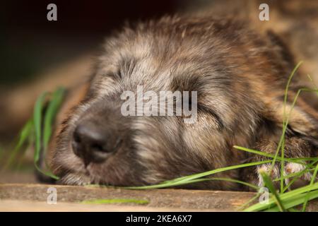 Windhund Welpe Stockfoto