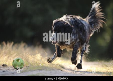 So spielen Sie „Epagneul Breton“ Stockfoto