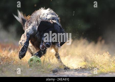 So spielen Sie „Epagneul Breton“ Stockfoto