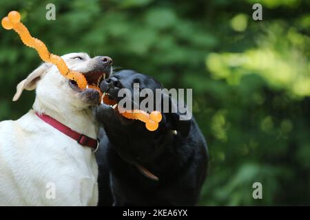 2 Labrador Retriever Stockfoto