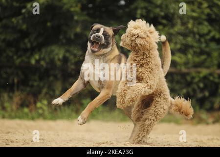 Tierhüter-Hundemongrel und Riesenpudel Stockfoto