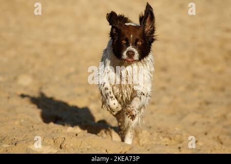 Laufen holländischer Rebhuhn Hund Stockfoto