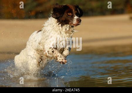 Laufen holländischer Rebhuhn Hund Stockfoto