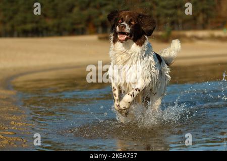 Laufen holländischer Rebhuhn Hund Stockfoto