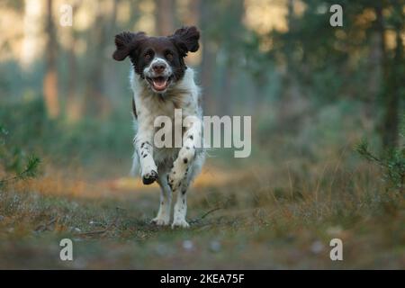 Laufen holländischer Rebhuhn Hund Stockfoto