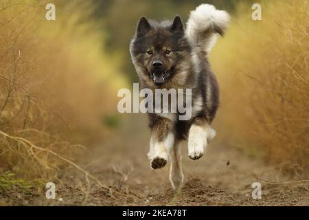 Eurasische Hund ausgeführt Stockfoto