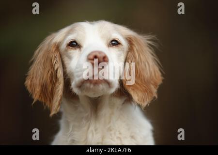 Brittany Spaniel Porträt Stockfoto