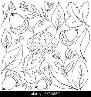 Serie von Illustrationen zum Thema Herbst. Rowan, Eicheln und Blätter im Handzeichnen-Stil. Monochrome Illustrationen für Ihr Design. Schild, Aufkleber, Stift Stock Vektor