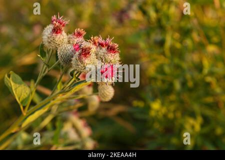 Arctium lappa wird gemeinhin als größere Klette bezeichnet. Blühende Klettenblumen auf natürlichem Pflanzenhintergrund Stockfoto