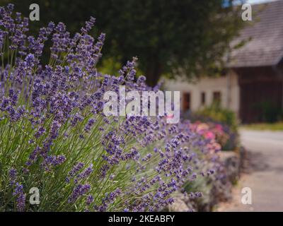 Lavendel im Garten. Die aromatische Lavendel der französischen Provence wächst umgeben von weißen Steinen und Kieselsteinen im Innenhof des Hauses. Stockfoto