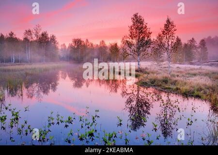 Bei rosa verfärbten Morgenhimmel bilden sich Nebelwasser und spiegeln sich Birken im Wasser des herbstlichen Hochmoors bei Les Ponts-de-Martel, Kant Stockfoto