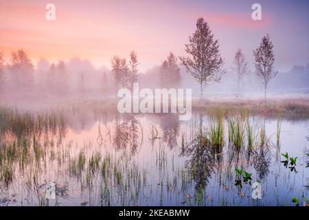 Bei rosa verfärbten Morgenhimmel bilden sich Nebelwasser und spiegeln sich Birken im Wasser des herbstlichen Hochmoors bei Les Ponts-de-Martel, Kant Stockfoto