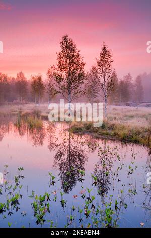 Bei rosa verfärbten Morgenhimmel bilden sich Nebelwasser und spiegeln sich Birken im Wasser des herbstlichen Hochmoors bei Les Ponts-de-Martel, Kant Stockfoto