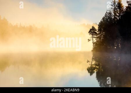 Kiefern und Wald Silhouette bei Sonnenaufgang im Gegenlicht mit Nebelschwaden über dem Moorsee Étang de la Gruère im Kanton Jura, Schweiz Stockfoto