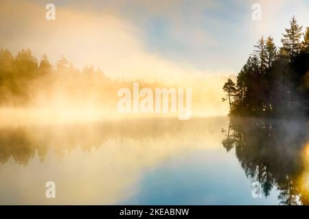 Kiefern und Wald Silhouette bei Sonnenaufgang im Gegenlicht mit Nebelschwaden über dem Moorsee Étang de la Gruère im Kanton Jura, Schweiz Stockfoto