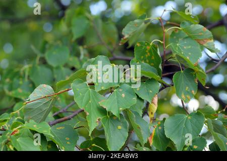 Schädigung des Tilia europaea-Blattes durch die Limonenfilzmilbe Eriophyes leiosoma. Stockfoto