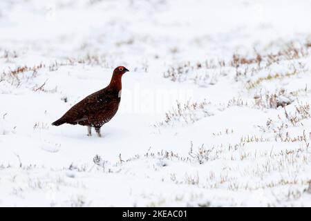 Moorschnehuhn, Schottische Moorschnehuhn, Lagopus lagopus scoticus, Red Grouse, Cairngorms NP, Schottland Stockfoto