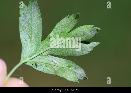 Nymphe, Leafhopper Larve (Cicadellidae) auf einem Weißdornblatt. Stockfoto